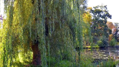 Photo of How to Plant a Weeping Willow: [Complete Guide + Images]