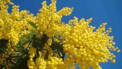 Photo of How to Plant a Mimosa Tree: [Complete Guide + Step by Step]