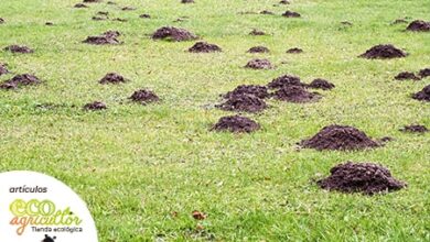 Photo of MOLES: Ecological Remedies to Drive Away This Plague from Orchards and Gardens