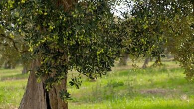 Photo of Olive tree plant