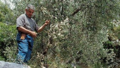 Photo of Olive tree pruning