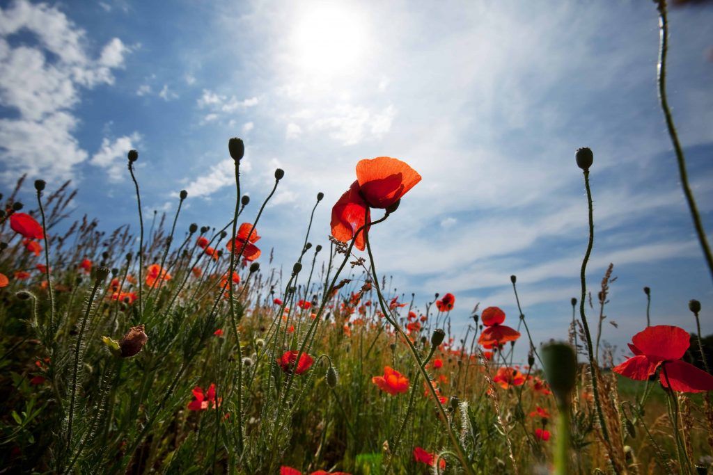 Poppy: [Characteristics, Cultivation, Irrigation and Care] - Complete ...