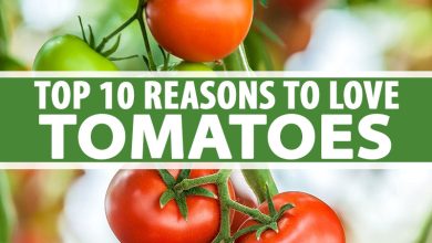 Photo of [10 Fantastic Properties] of the Tomato: Did you know them?