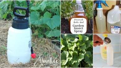 Photo of 10 Natural Insecticides for plants: Homemade insecticide How to get rid of pests?
