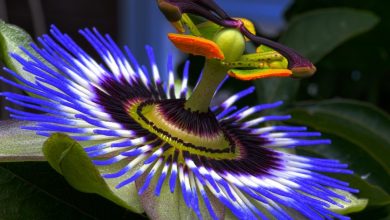 Photo of 10 rare and exotic flowers