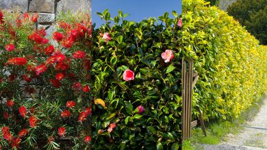 Photo of 10 Reasons to put hedges in the garden: The best tips