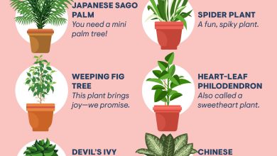 Photo of [10 Types] of Indoor Plants that Need Low Light