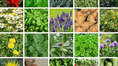 Photo of 10 Useful Plants in the Organic Garden