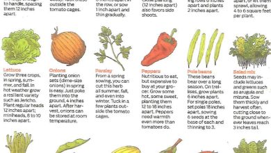 Photo of [10 Vegetables] That You Can Sow in your Garden in Spring