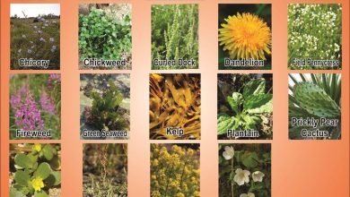Photo of 10 WILD PLANTS WE CAN EAT (I)