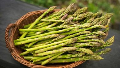 Photo of 12 Most Famous Types and Varieties of Asparagus