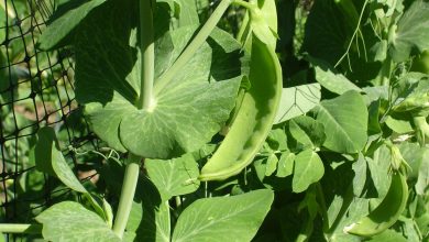 Photo of [12 Steps] to Grow Peas in Your Garden Without Problems