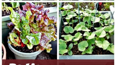 Photo of 12 Tips on Caring for Vegetables in Outdoor Gardens
