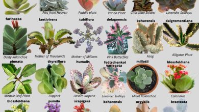 Photo of 12 Types and Varieties of Kalanchoe Ideal for your Garden