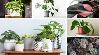 Photo of [14 Types of Indoor Plants] to Have at Home