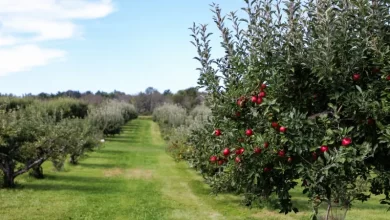 Photo of 14 Types of Orchards: [Characteristics and Operation]