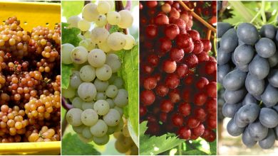Photo of 15 Types and Varieties of Most Famous and Delicious Grapes