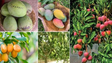 Photo of 16 Most Famous and Delicious Types and Varieties of Mango