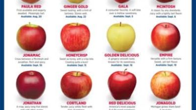 Photo of 16 Types and Varieties of Most Famous and Delicious Apples