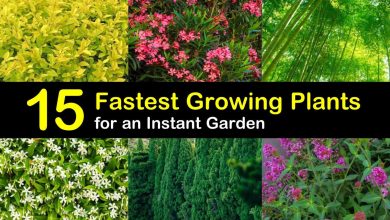 Photo of 25 Fast Growing Plants: [Types, Characteristics and Images]