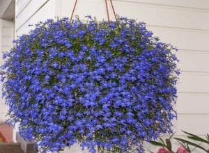 Photo of Hanging Plants: [Planting, Care, Examples, Irrigation and Images]