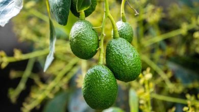 Photo of 4 Avocado Pests and Diseases: [Causes and Solutions]