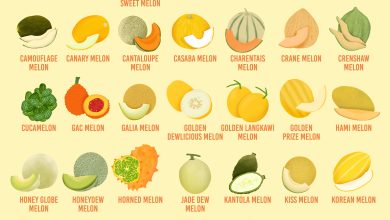 Photo of 4 Most Famous and Delicious Types and Varieties of Melons
