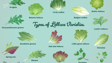 Photo of 4 Most Famous Types and Varieties of Lettuce