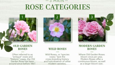 Photo of 4 Types and Varieties of Most Famous Roses