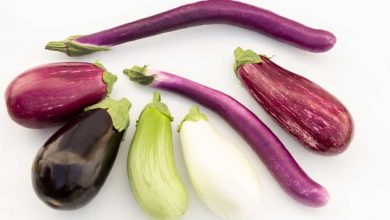 Photo of 4 Types and Varieties of the Most Famous Aubergines