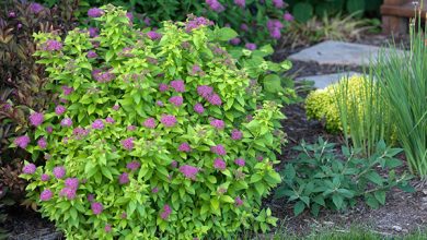 Photo of 5 cold-resistant shrubs for the garden