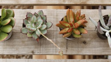 Photo of 5 easy-to-grow indoor succulent plants