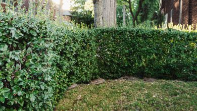 Photo of 5 Fast Growing Shrubs for Fences