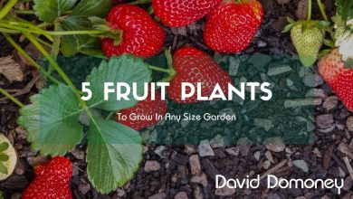 Photo of 5 fruit bushes to plant in the garden