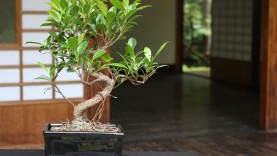Photo of 5 indoor bonsai care
