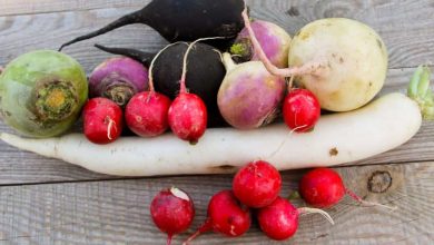 Photo of 5 Most Famous Types and Varieties of Radish