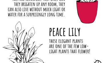 Photo of 5 plants to have at home that your grandmother would have