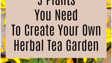 Photo of 5 Plants to make Tea that you can grow yourself: Complete guide