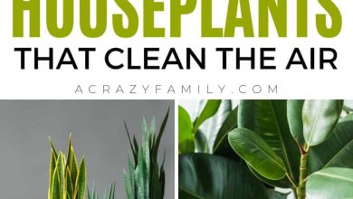 Photo of 5 purifying plants that will clean your home