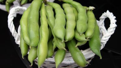 Photo of 5 Types and Varieties of the Most Famous Broad Beans
