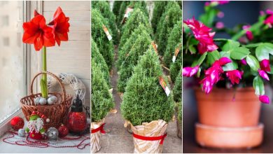 Photo of 5 types of Christmas plants that cannot be missing in your home