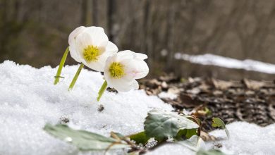 Photo of 6 outdoor winter flowers for your home