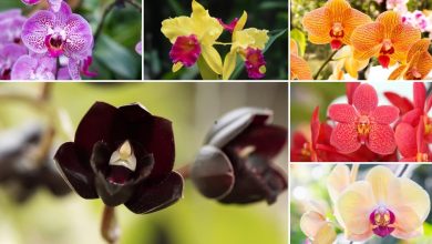 Photo of 6 Types and Varieties of Most Famous Orchids