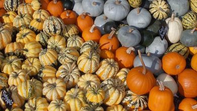 Photo of 6 Types and Varieties of Most Famous Pumpkins