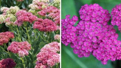 Photo of 7 Cold-Resistant Perennial Plants