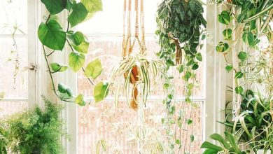 Photo of 7 easy-care indoor hanging plants