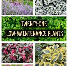 Photo of 7 easy-care outdoor plants for the garden