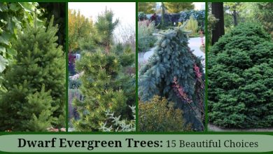 Photo of 7 evergreen trees for your garden