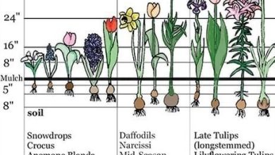 Photo of 7 fall bulbs to plant in October