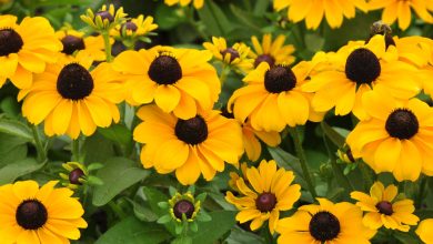 Photo of 7 flowering summer plants for any space